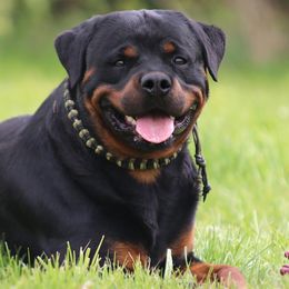 Bruno - Rottweiler