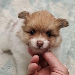 Girl 1 - Chocolate parti female Pomeranian puppy in Tulsa County, Oklahoma from CP Kennels