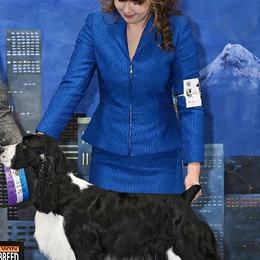 Lily - English Springer Spaniel