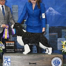 Lily - English Springer Spaniel