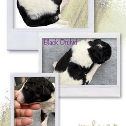 Poodle Puppies from Shellie’s Poodle Patch