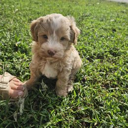 Shawn - Apricot male Schnoodle puppy in Morrilton, Arkansas from Central AR Schnoodles