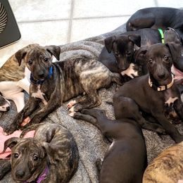 Whippet Puppies from Whippety Split