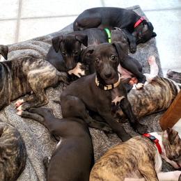 Whippet Puppies from Whippety Split