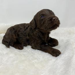 Caleb - Phantom male Goldendoodle puppy in Calhoun, Georgia from FamilyLoved Doodles