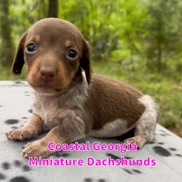 Chocolate Dream Girl - Chocolate and tan female Dachshund puppy in Brunswick, Georgia from Coastal Georgia Miniature Dachshunds