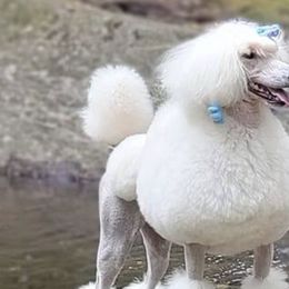 Poodles from Kaitlynn's Poodle Pups