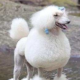 Poodles from Kaitlynn's Poodle Pups