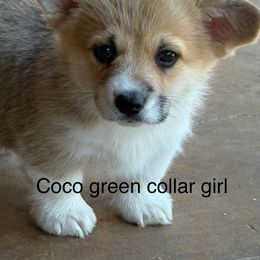 Green Collar - White and red female Pembroke Welsh Corgi puppy in Fredericksburg, Texas from Hill Country Corgis