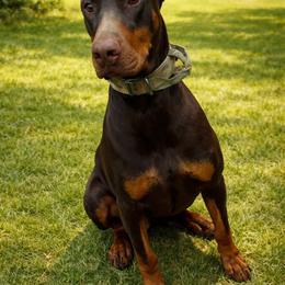 Vista - Doberman Pinscher