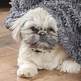 Shih Tzus from Becker Hollow