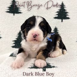 Dark Blue Boy - Tri-color male Bernedoodle puppy in Rochester, New York from Point Breeze Doodles, LLC