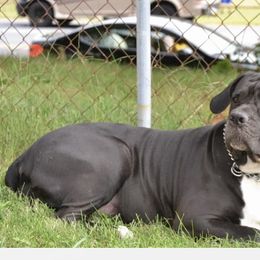 Aria - Cane Corso