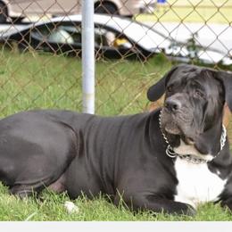 Aria - Cane Corso