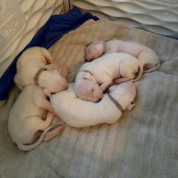 Girl 2 - White female Dogo Argentino puppy in Hammond, Louisiana from Bestiarius Kennels