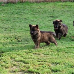 German Shepherd Puppies from LaMarca's Kennels
