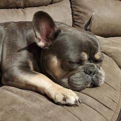 Sadie - French Bulldog