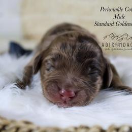 Periwinkle collar - Merle male Goldendoodle puppy in Plattsburgh, New York from Adirondack Poodles Goldendoodles,Bernedoodles & Schnoodles
