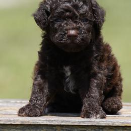 A Litter Girl 4 - Brown female Lagotto Romagnolo puppy in Seymour, Missouri from Terra Incognita