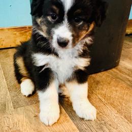 Blk Tri boy - Black tri male Toy Australian Shepherd puppy in Oklahoma City, Oklahoma from Faith River Aussies