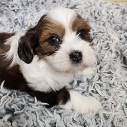 Bordeaux - Red female Havanese puppy in Alabama from Havanese Cuban Cuties