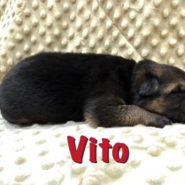 Vito - Black and red male German Shepherd puppy in Graham, Washington from Wildeflecken Shepherds