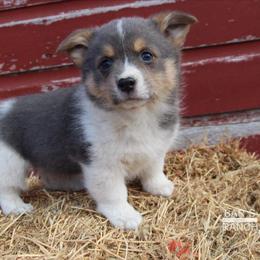 American Corgi and Pembroke Welsh Corgi Puppies from Caddeaux Corgis
