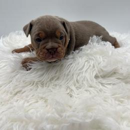 Sheila - White female Olde English Bulldogge puppy in Camdenton, Missouri from Mule Pool Olde English Bulldogges