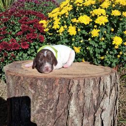 Girl 1 - female German Shorthaired Pointer puppy in Potosi, Wisconsin from Point and Flush Gun Dogs