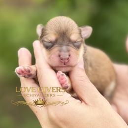 AKC Liver Pepper-Sable Boy - Liver male Miniature Schnauzer puppy in Lake Placid, Florida from Love Giver Schnauzers