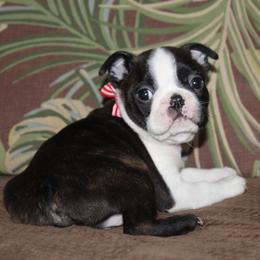 Mako - Black brindle and white male Boston Terrier puppy in Brooksville, Florida from I Love Pups