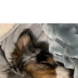 Miniature Australian Shepherd All Grown Up from Diamond Rainbow Aussies