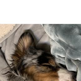 Miniature Australian Shepherd All Grown Up from Diamond Rainbow Aussies