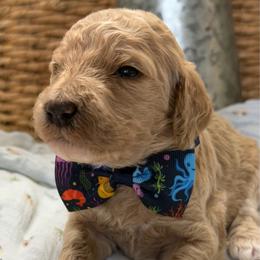 Sammy - Apricot male Goldendoodle puppy in Willacoochee, Georgia from Kitandkboodle's Doodles