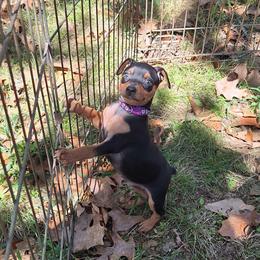 Mileena - Black and tan female Miniature Pinscher puppy in Grove, Oklahoma from K&J's Min Pins Of Grand Lake