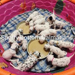 Dalmatian Puppies from Spotty Bottom Dalmatians