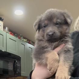 Boy 8 - male German Shepherd puppy in Watervliet, Michigan from M&M Shepherd Farms