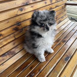 Merle Boy - Blue merle male Pomeranian puppy in Tyler, Texas from Aukland’s Poms