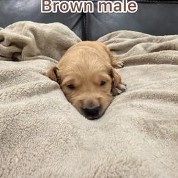 Brown - Golden male Golden Retriever puppy in Salt Lake City, Utah from Soaring golden retrievers