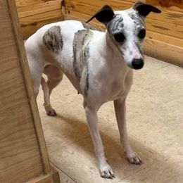 Cammi - Whippet