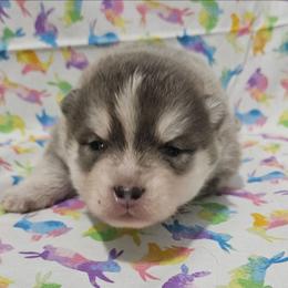 Luke - Blue male Pomsky puppy in Stover, Missouri from Lx2 County Line Pomskies