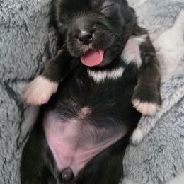 Serenity - Black and white female Shichon puppy in Ronda, North Carolina from Willow River