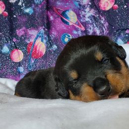 Rottweiler Puppies from Von Hunter Rottweilers