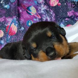 Rottweiler Puppies from Von Hunter Rottweilers