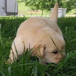 Girl 5 - Golden Golden Retriever puppy in Indiana County, Pennsylvania from Liberty's Legacy Goldens