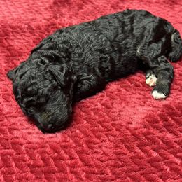 Labradoodle Puppies from Mud Puppies