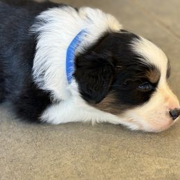 Australian Shepherd Puppies from Copper Sky Aussies of the Cental Coast