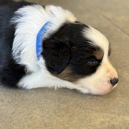 Australian Shepherd Puppies from Copper Sky Aussies of the Cental Coast