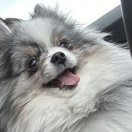 Pomeranians from Rockstar Rigby Pomeranians