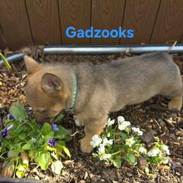 Gadzooks - Red male Swedish Vallhund puppy in Yorktown, Virginia from Skyfyre Swedish Vallhunds